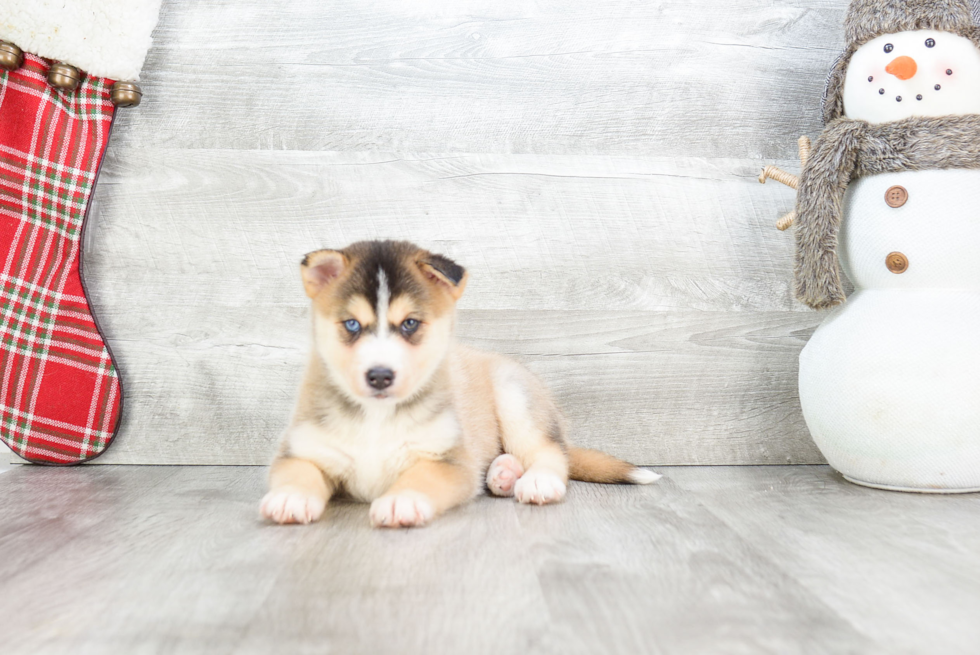 Best Pomsky Baby