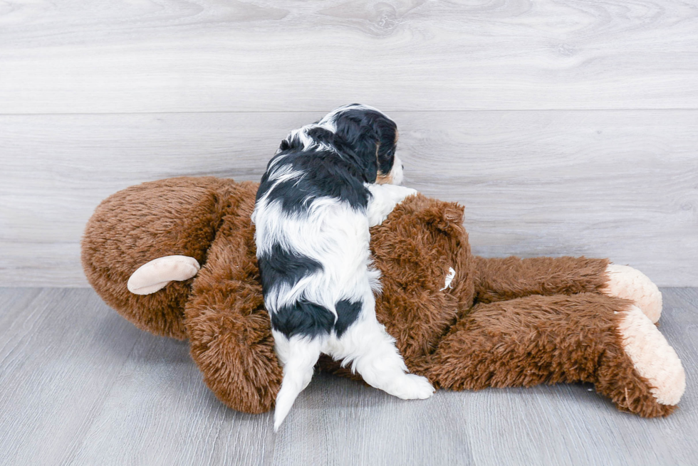 Sweet Cavapoo Baby