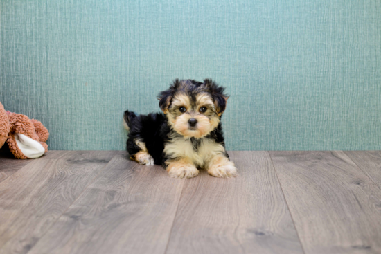 Morkie Puppy for Adoption