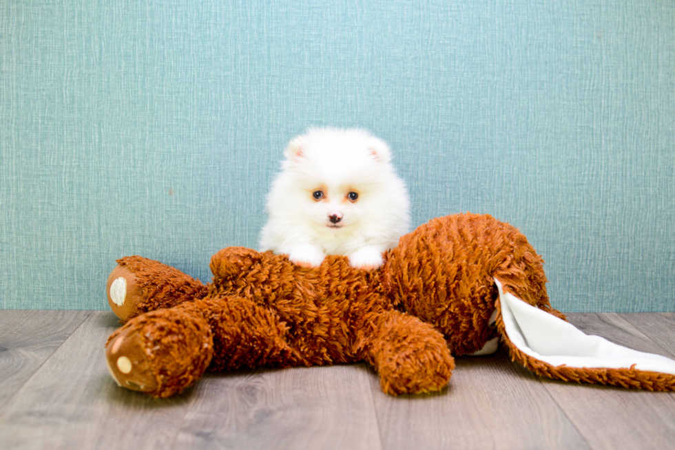 Akc Registered Pomeranian Baby