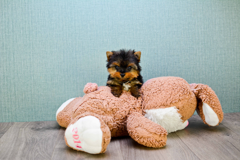 Meet Giselle - our Yorkshire Terrier Puppy Photo 