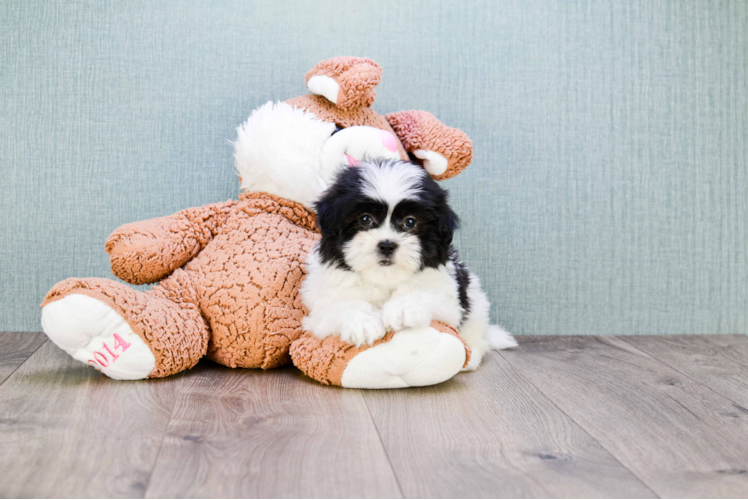 Teddy Bear Pup Being Cute