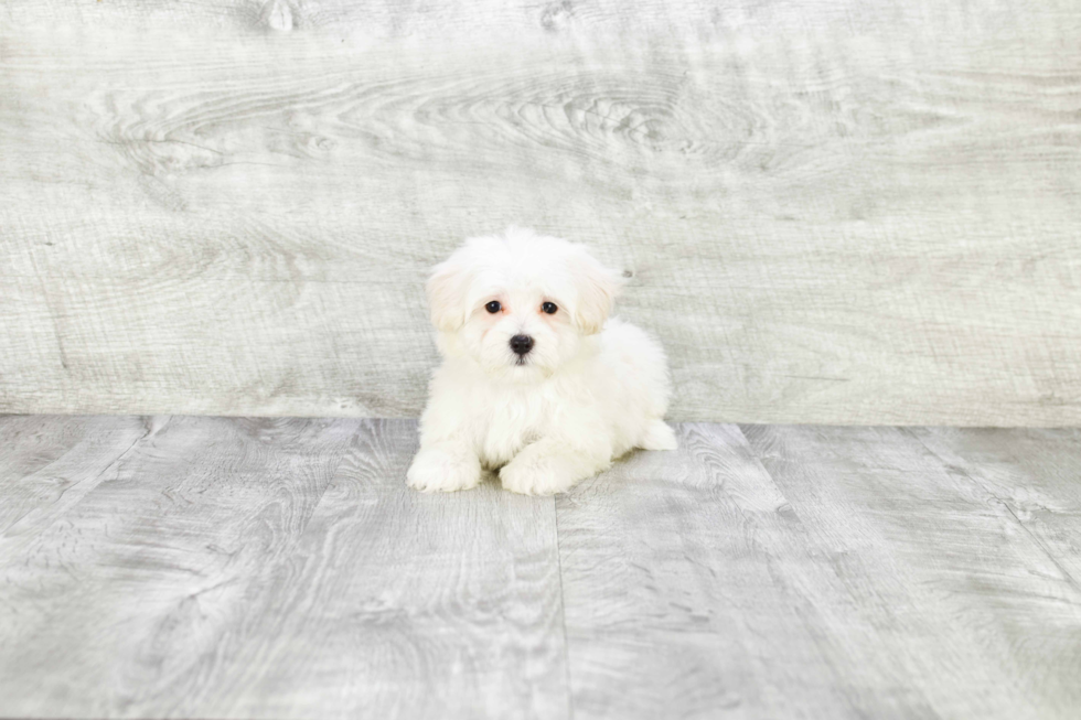 Maltipoo Puppy for Adoption