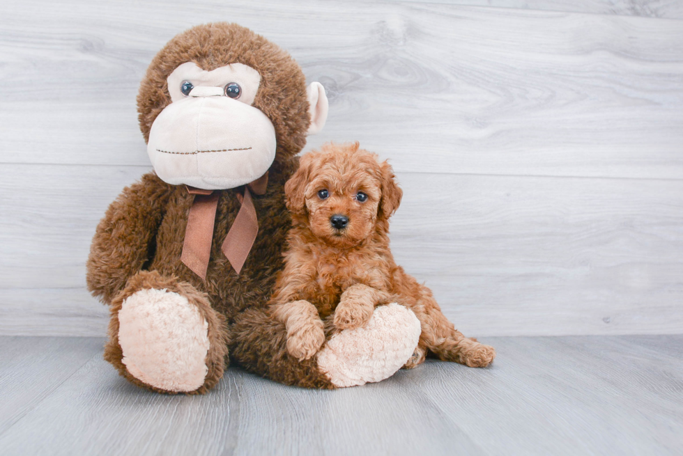 Mini Goldendoodle Pup Being Cute