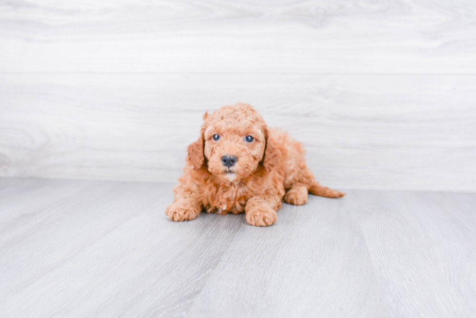 Best Mini Goldendoodle Baby