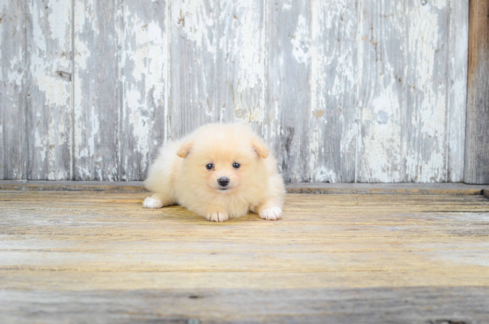 Akc Registered Pomeranian Purebred Pup