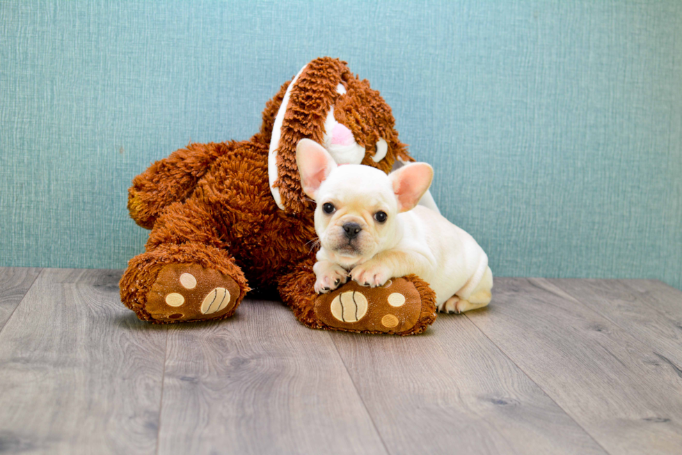 French Bulldog Pup Being Cute