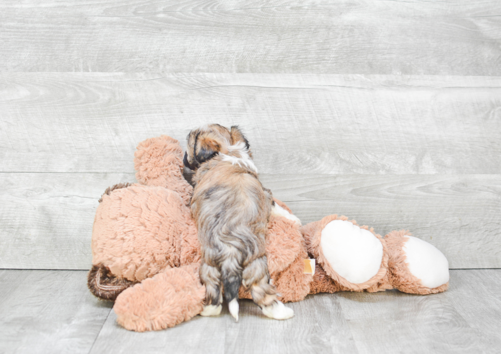 Best Havanese Baby