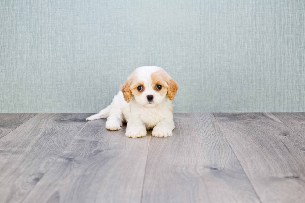 Hypoallergenic Cavalier Designer Puppy