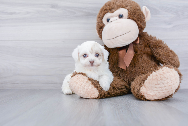 Petite Havanese Purebred Puppy