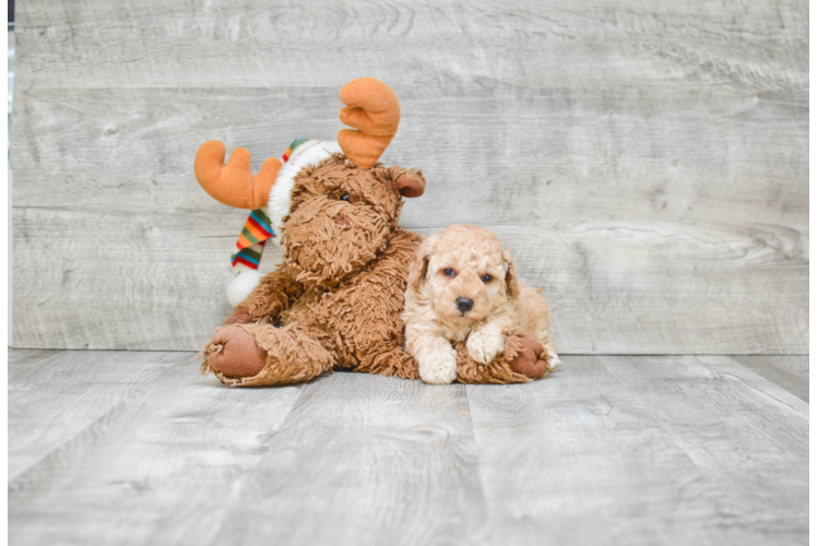 Funny Poodle Baby