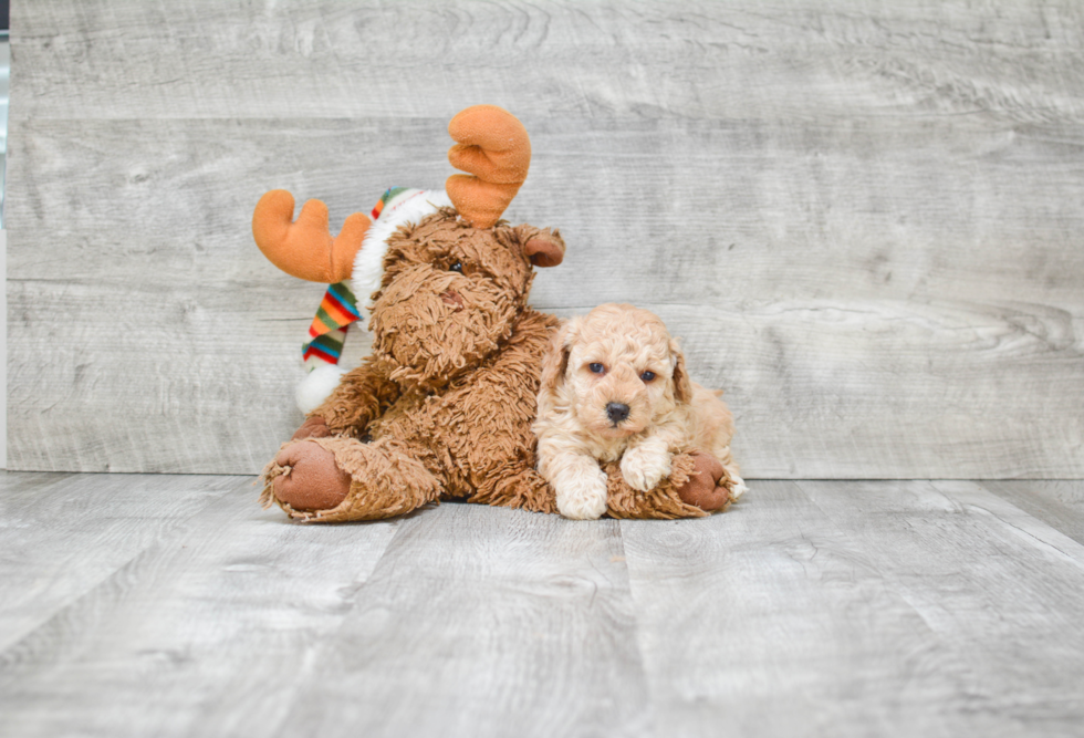 Funny Poodle Baby