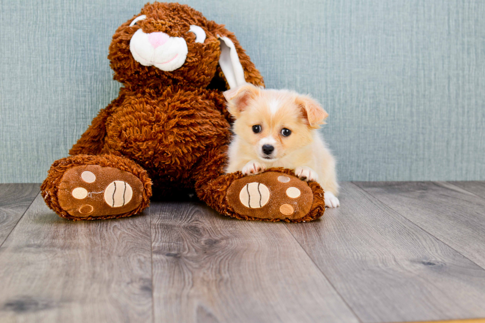 Cute Chihuahua Mix Puppy