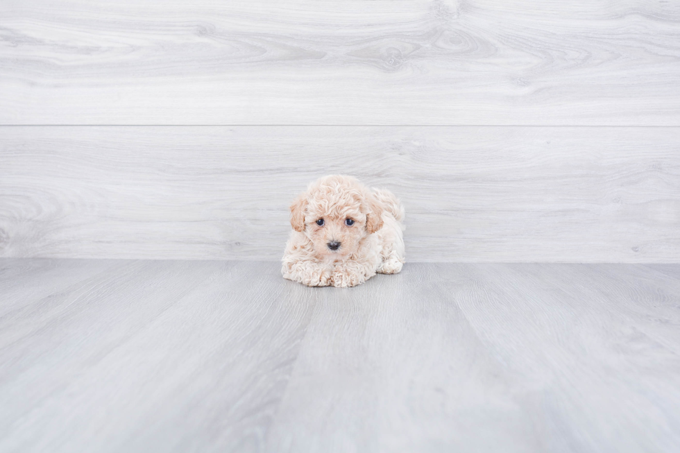 Friendly Maltipoo Baby