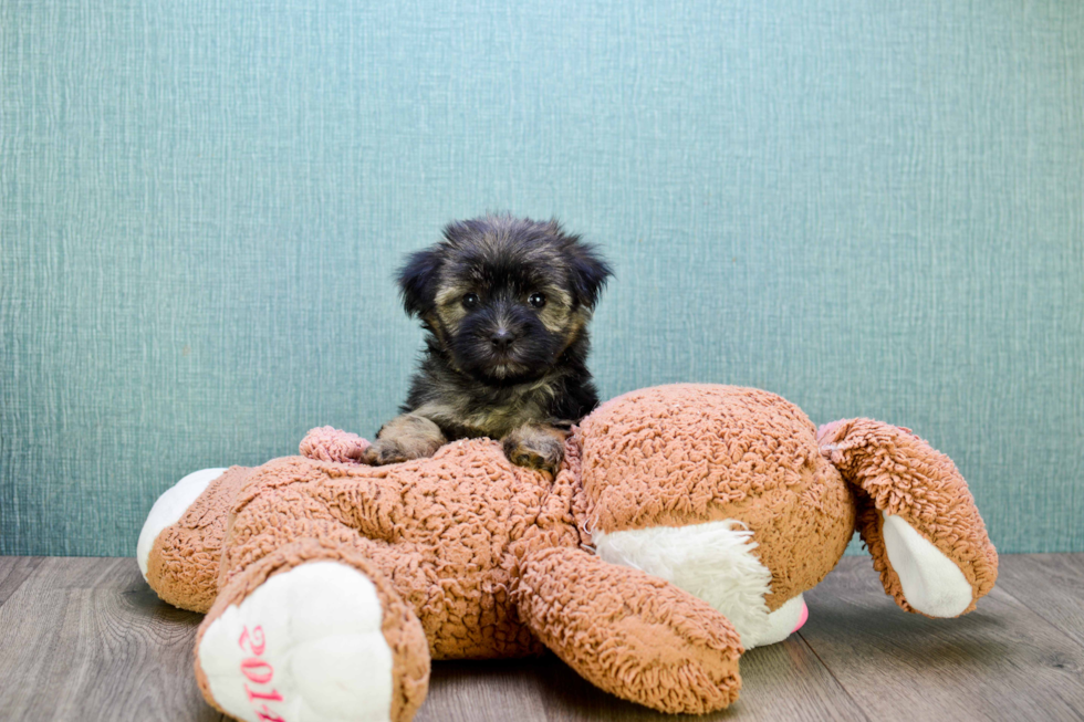 Fluffy Morkie Designer Pup