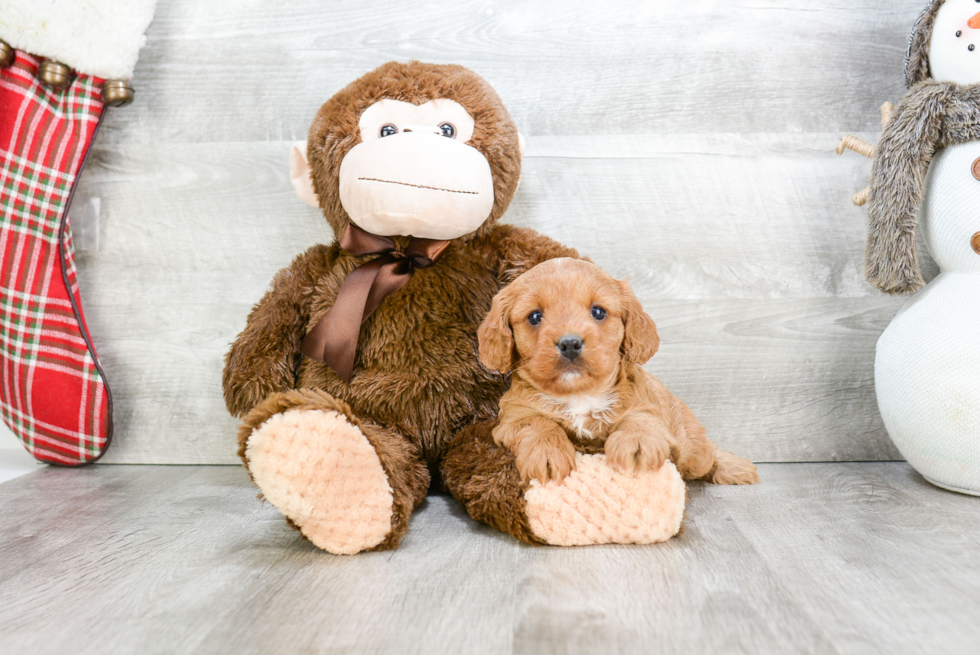 Best Cavapoo Baby