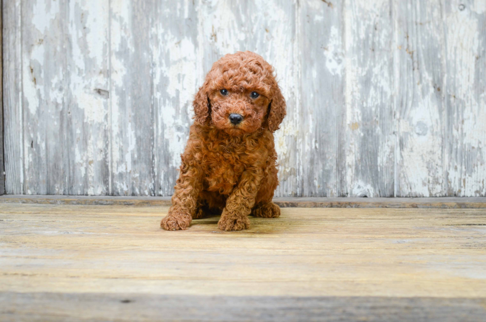 Mini Goldendoodle Puppy for Adoption