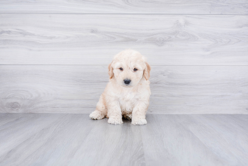 Small Mini Goldendoodle Baby