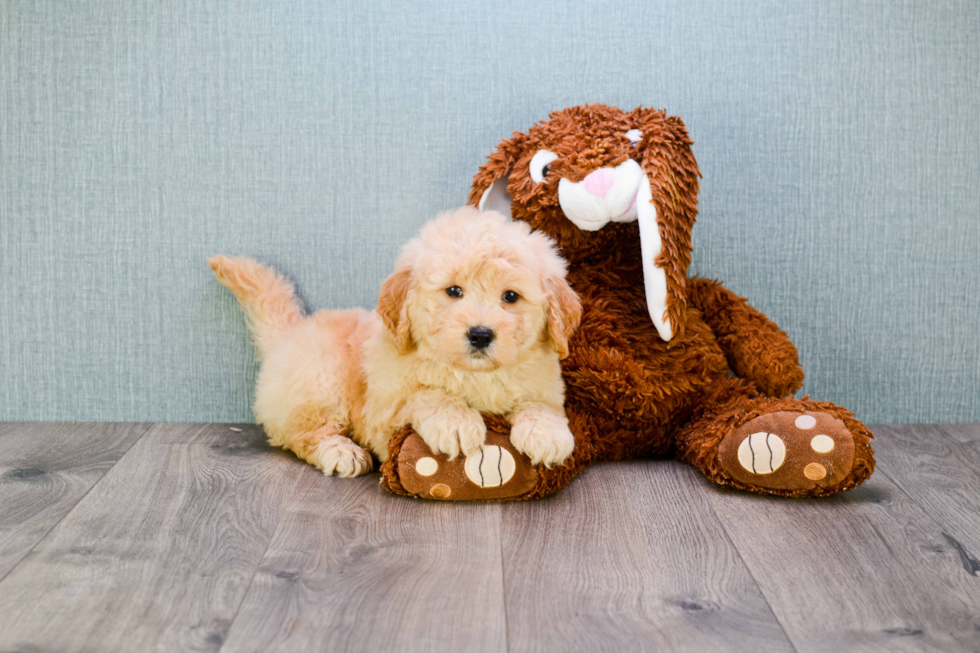 Mini Goldendoodle Pup Being Cute