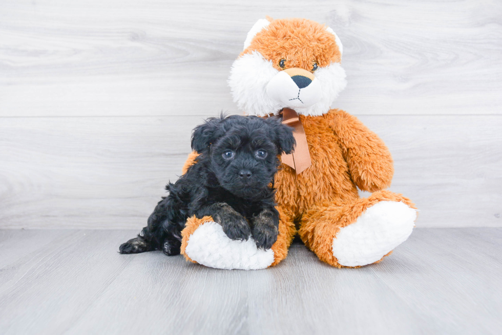 Playful Havanese Baby