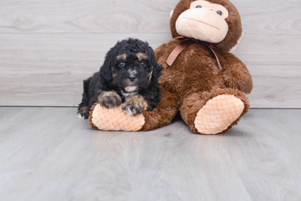 Little Bernadoodle Poodle Mix Puppy