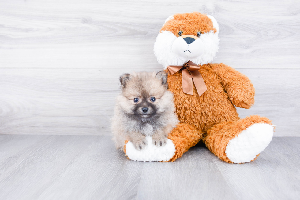 Pomeranian Pup Being Cute