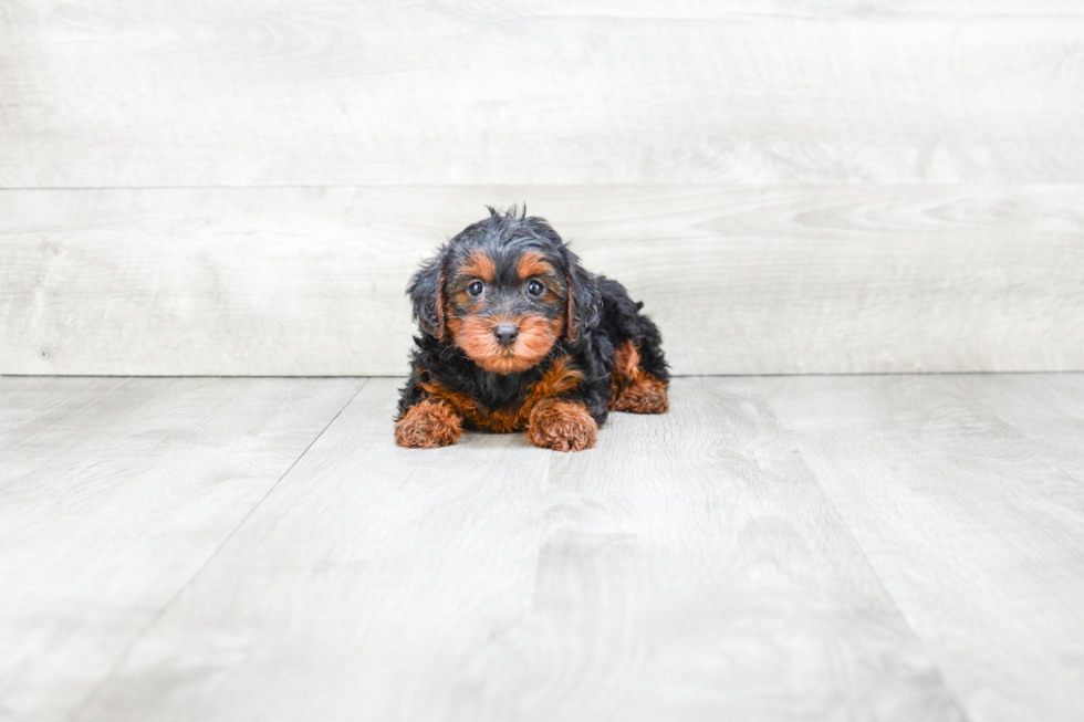 Yorkie Poo Pup Being Cute