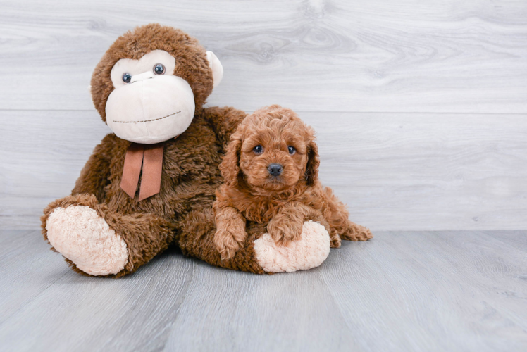 Friendly Cockapoo Baby