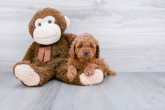 Friendly Cockapoo Baby