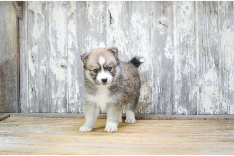 Best Pomsky Baby