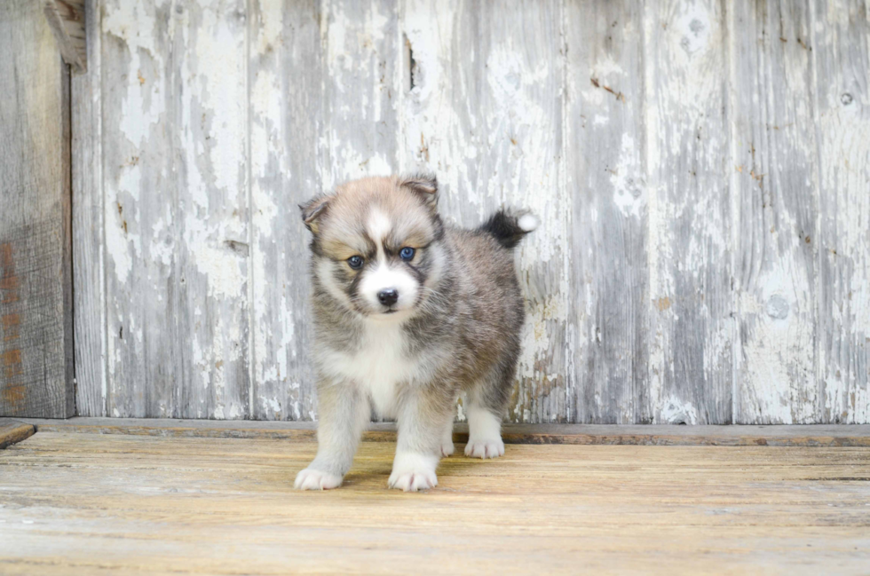 Best Pomsky Baby