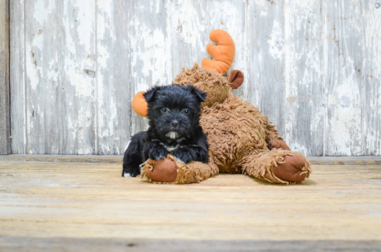 Hypoallergenic Yorkie Designer Puppy