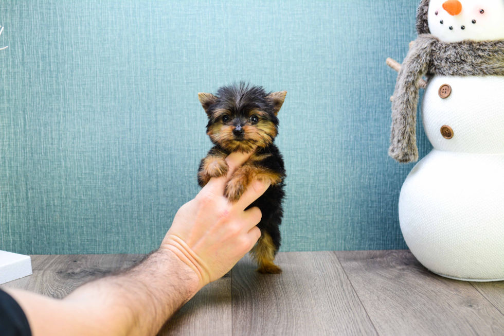 Meet Micro-Teacup-Victoria - our Yorkshire Terrier Puppy Photo 