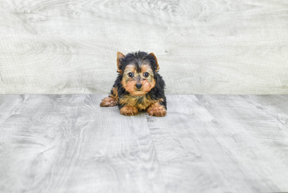 Meet Fiona - our Yorkshire Terrier Puppy Photo 
