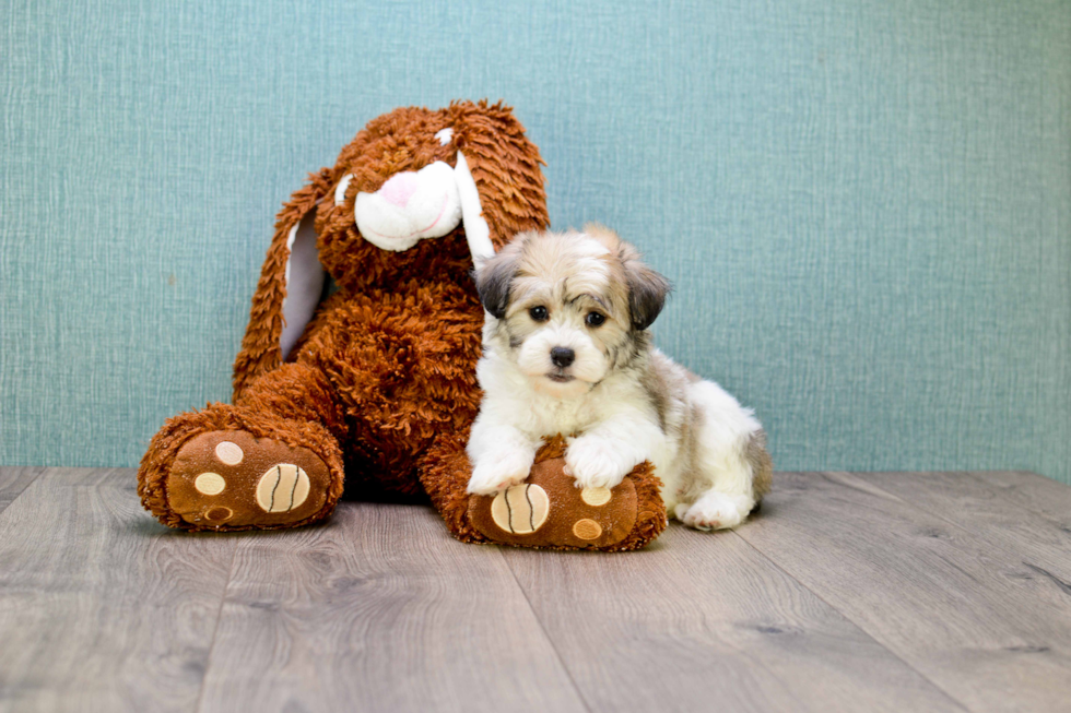 Havanese Pup Being Cute