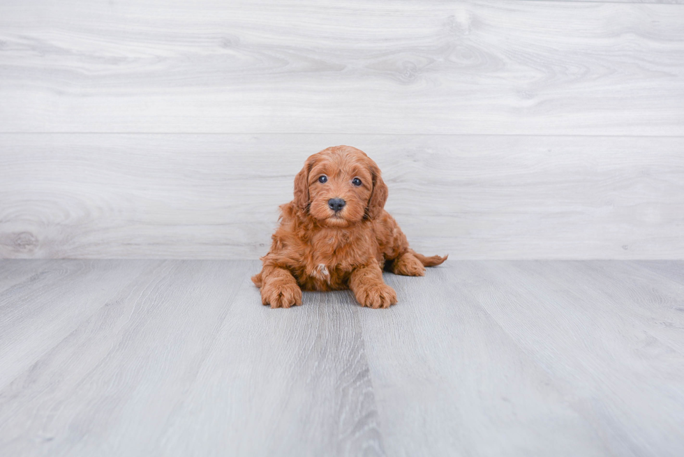 Best Cockapoo Baby