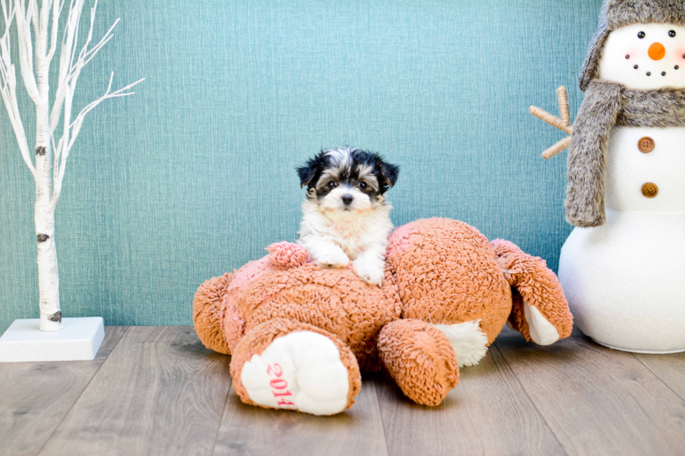 Morkie Pup Being Cute