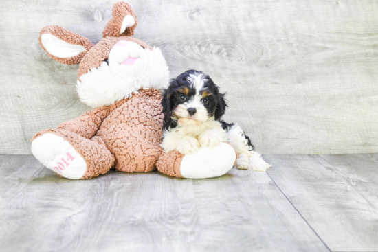 Akc Registered Cavalier King Charles Spaniel Baby