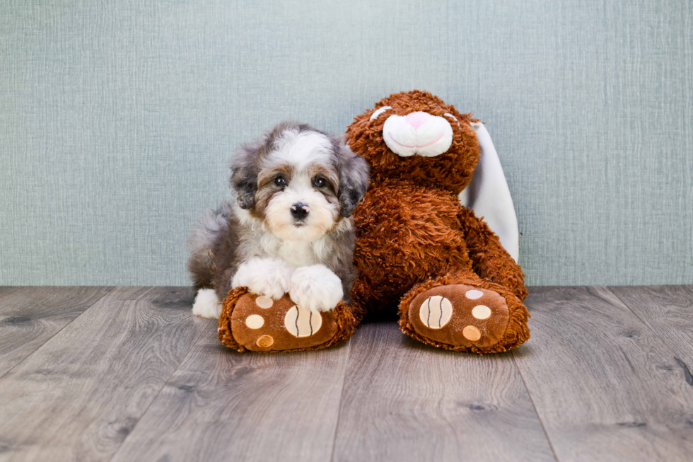 Mini Aussiedoodle Puppy for Adoption