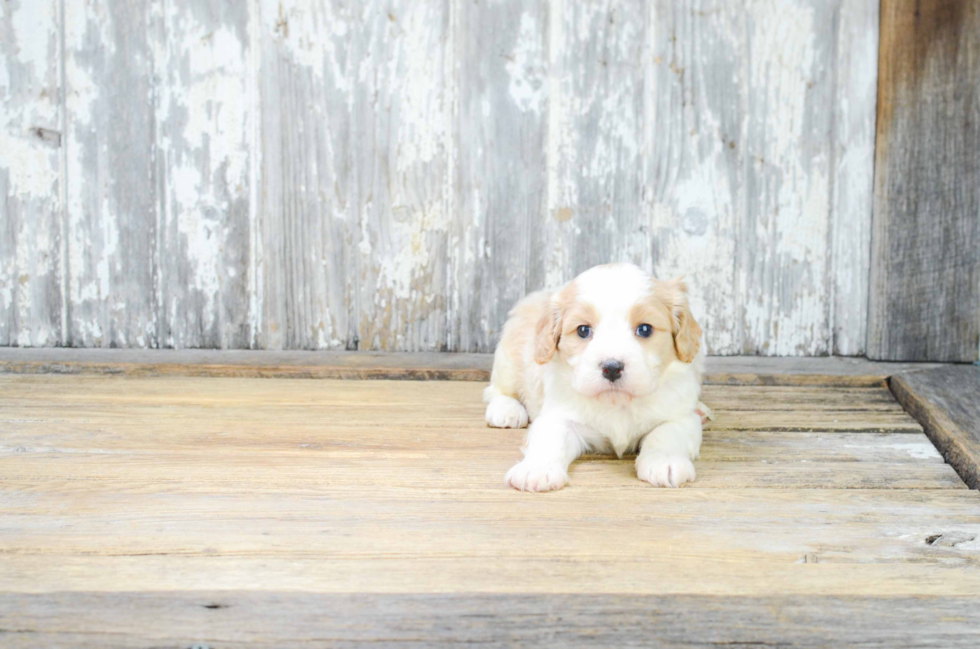 Cavachon Pup Being Cute