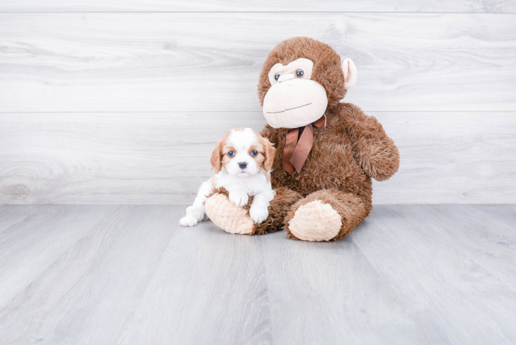 Popular Cavalier King Charles Spaniel Purebred Pup