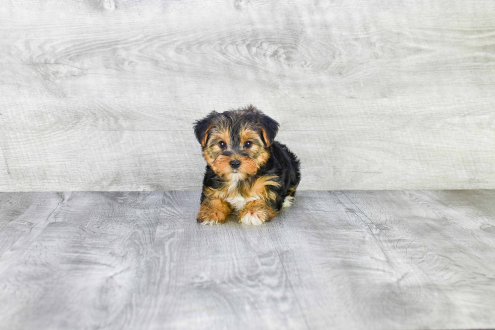 Meet Izzie - our Yorkshire Terrier Puppy Photo 