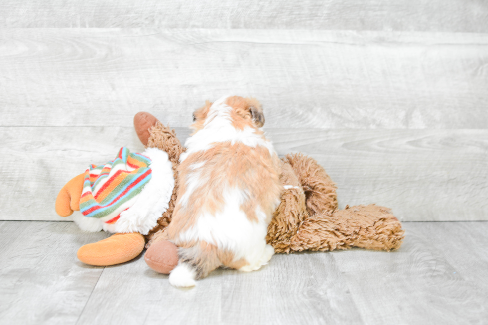 Teddy Bear Pup Being Cute