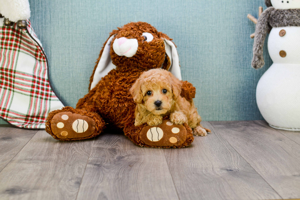 Popular Cavapoo Poodle Mix Pup