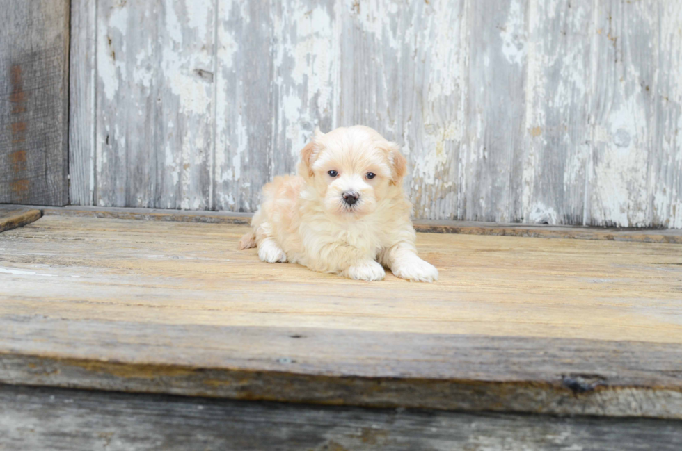 Maltipoo Puppy for Adoption