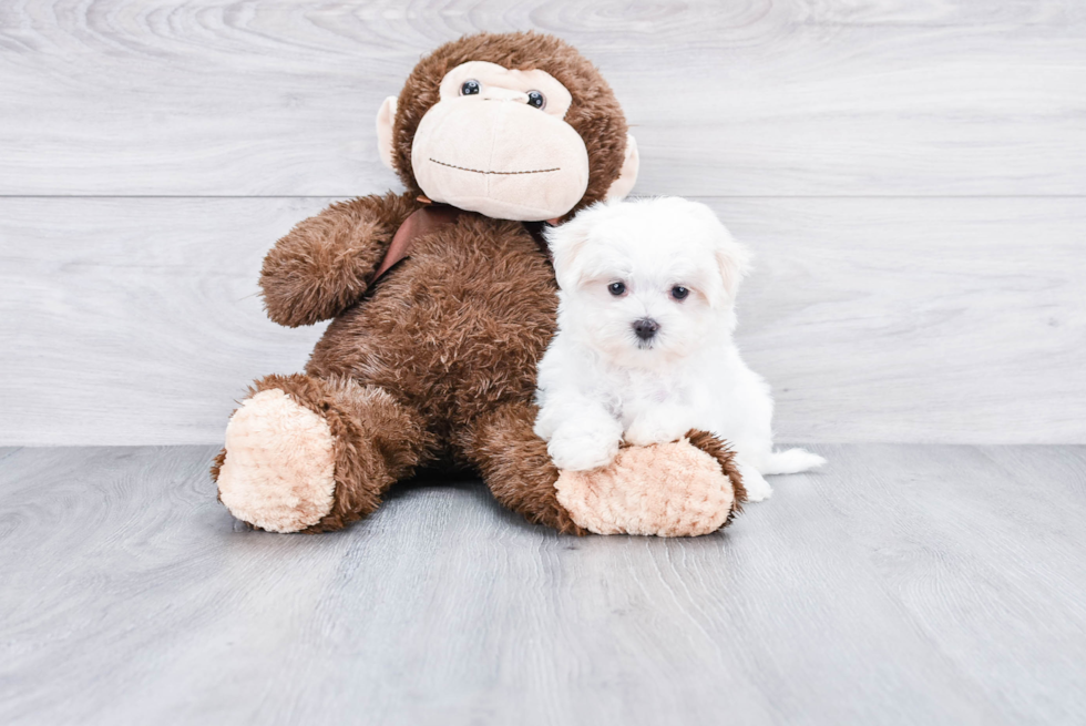 Fluffy Maltese Purebred Puppy