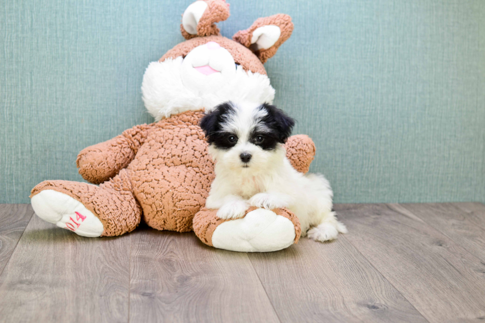 Havanese Pup Being Cute