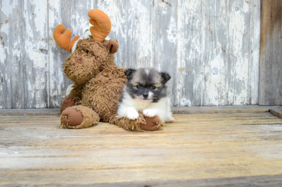 Popular Pomeranian Baby