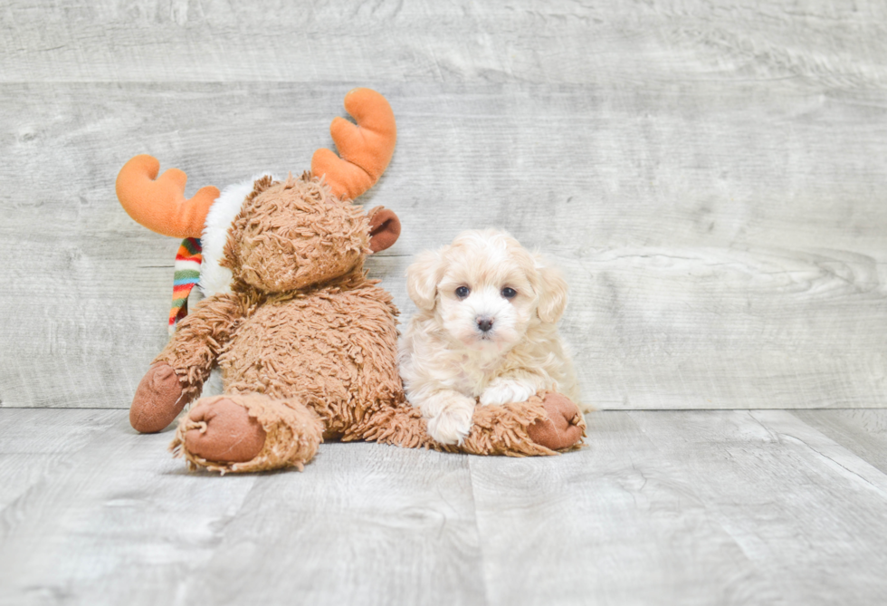 Best Maltipoo Baby