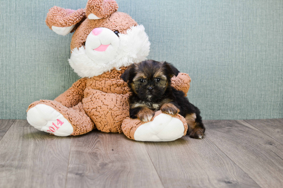 Shorkie Pup Being Cute